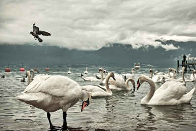 Creation of Compact Swan: Step 4